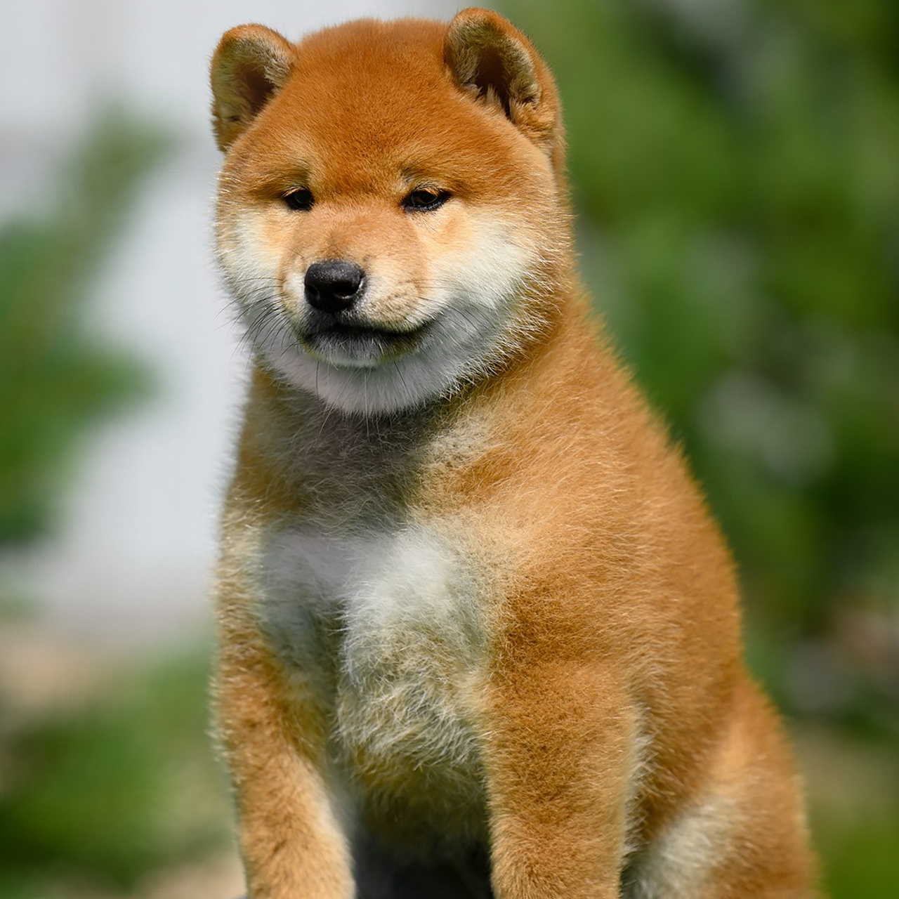 ПОМЕТ G. SHIOMARU Shiba and Akita Inu Kennel