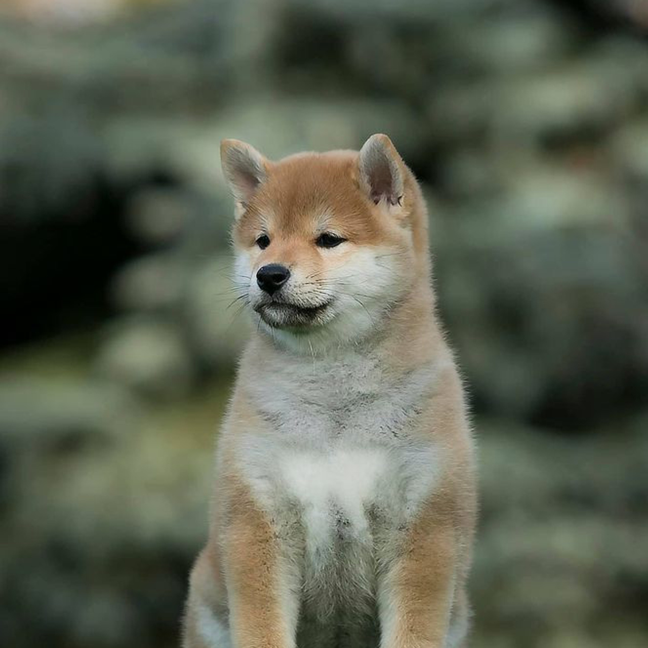 LITTER A. SHIOMARU Shiba and Akita Inu Kennel
