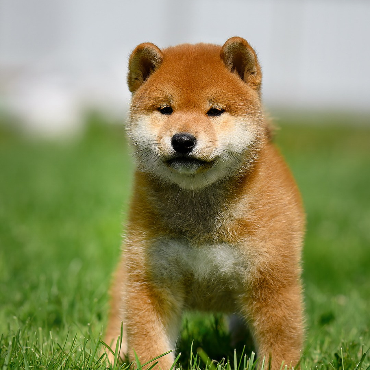 ПОМЕТ G. SHIOMARU Shiba and Akita Inu Kennel