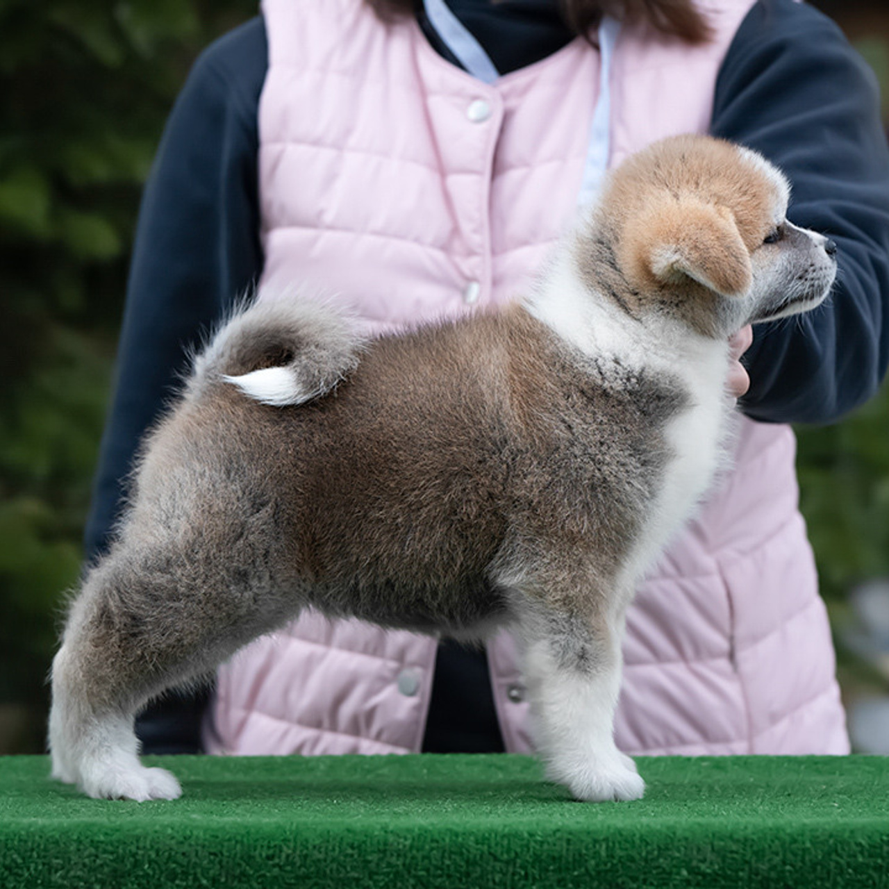 ПОМЕТ G. SHIOMARU Питомник сиба и акита-ину