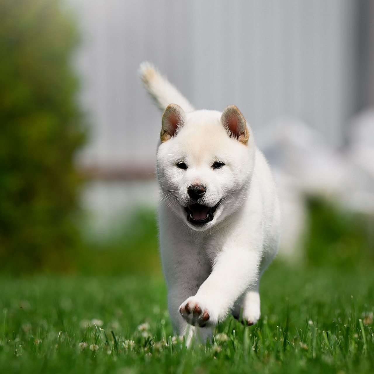 ПОМЕТ G. SHIOMARU Shiba and Akita Inu Kennel