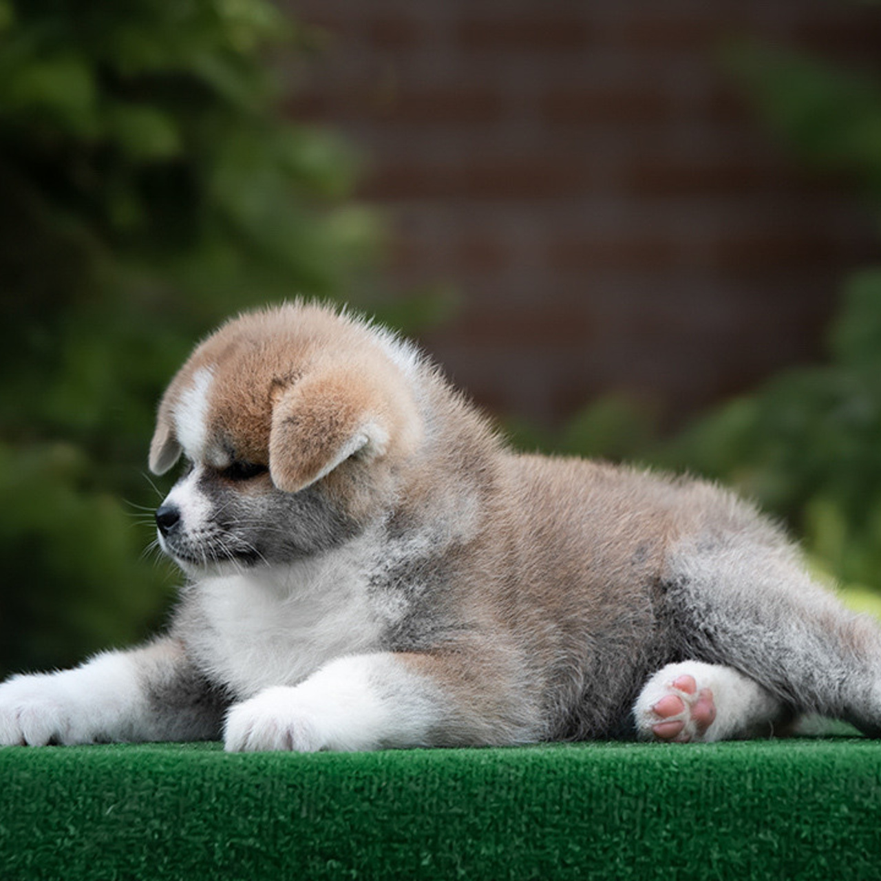 ПОМЕТ G. SHIOMARU Питомник сиба и акита-ину