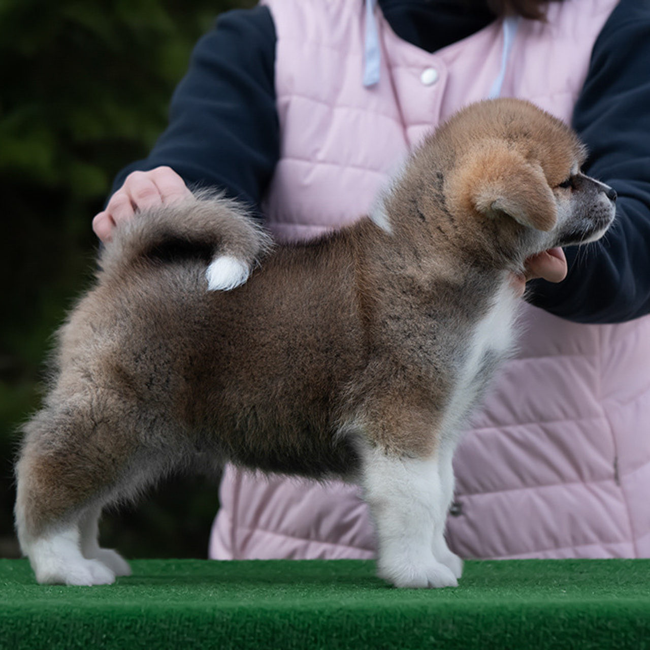 ПОМЕТ G. SHIOMARU Питомник сиба и акита-ину