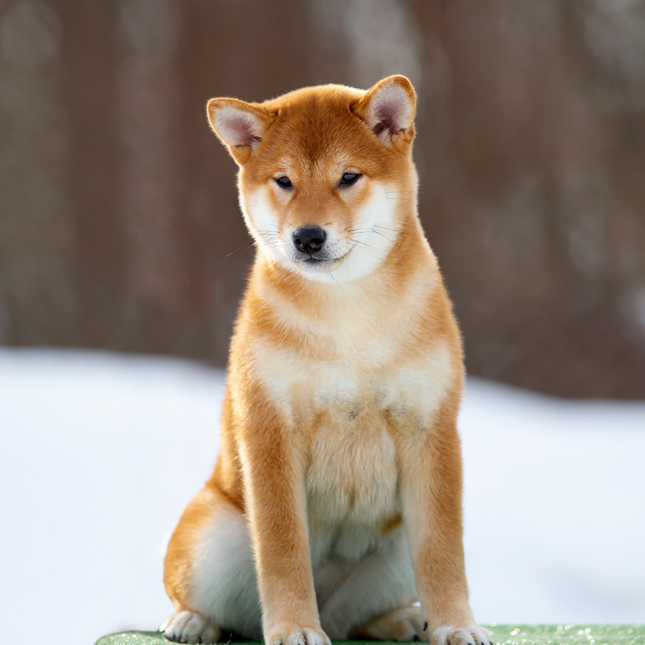 ПОМЕТ P-2022. SHIOMARU Shiba and Akita Inu Kennel