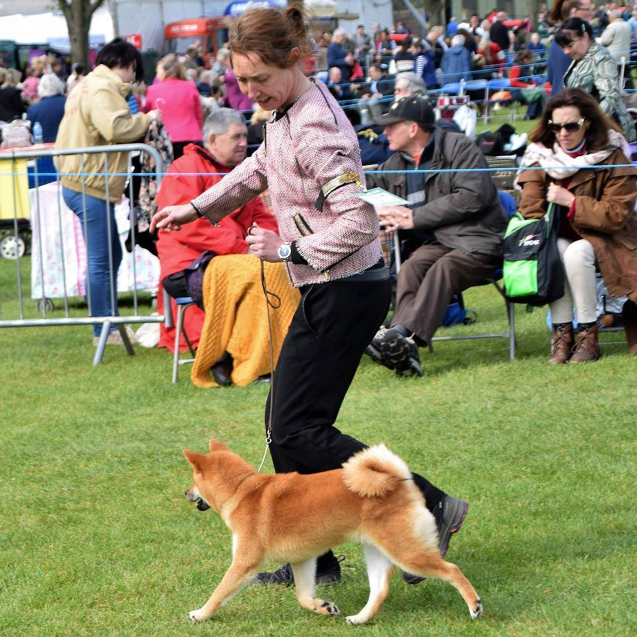 Выпускники питомника. SHIOMARU Питомник сиба и акита-ину