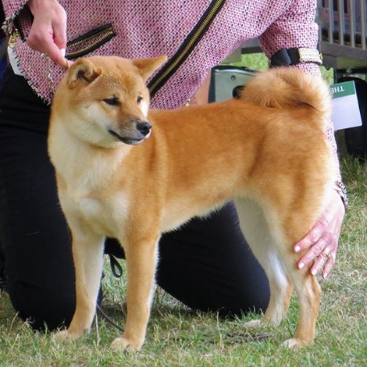 Выпускники питомника. SHIOMARU Питомник сиба и акита-ину