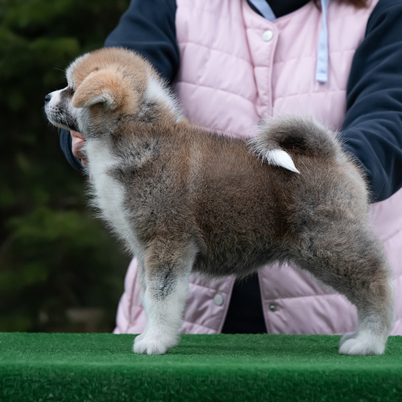 ПОМЕТ G. SHIOMARU Питомник сиба и акита-ину