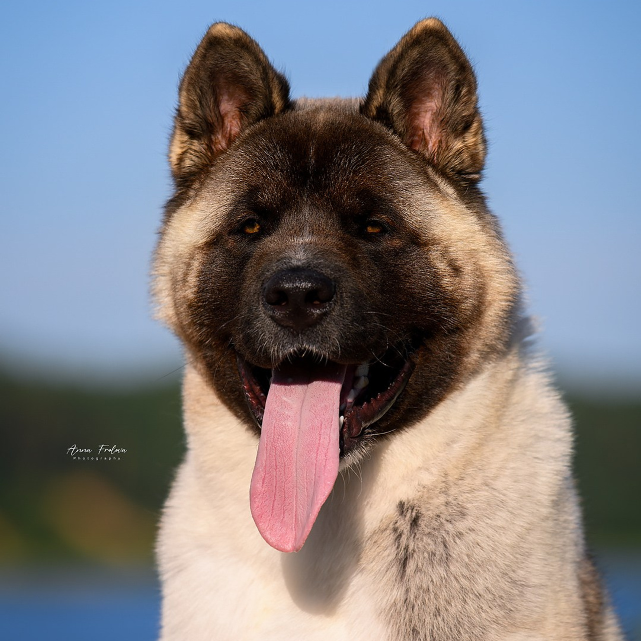 2024. SHIOMARU Shiba and Akita Inu Kennel