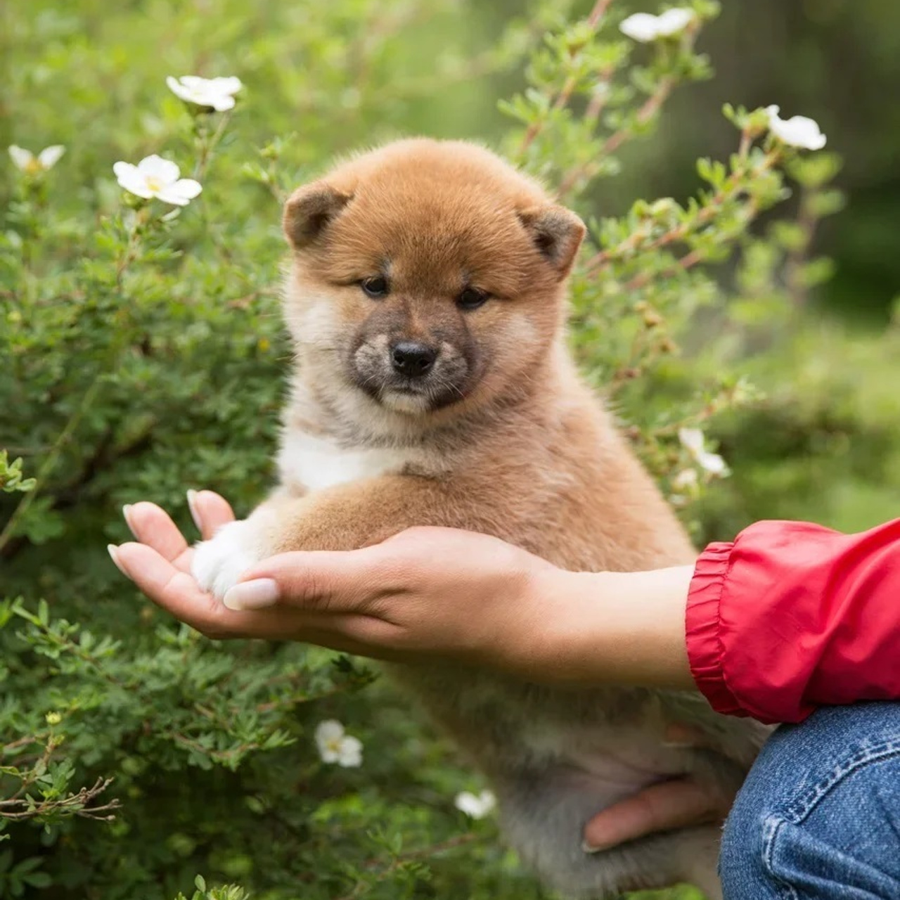 LITTER P. SHIOMARU Shiba and Akita Inu Kennel