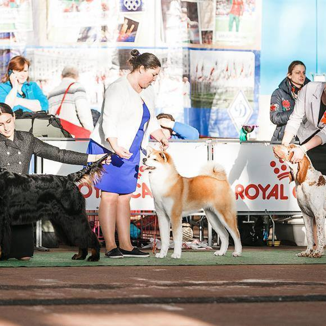 SHIOMARU KOHANA. SHIOMARU Shiba and Akita Inu Kennel