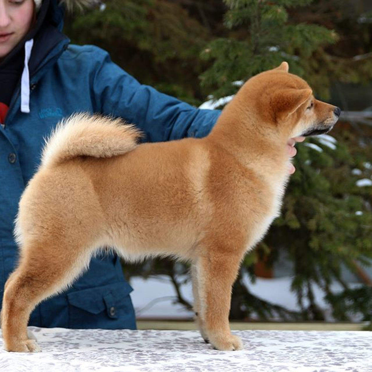 ПОМЕТ J. SHIOMARU Питомник сиба и акита-ину