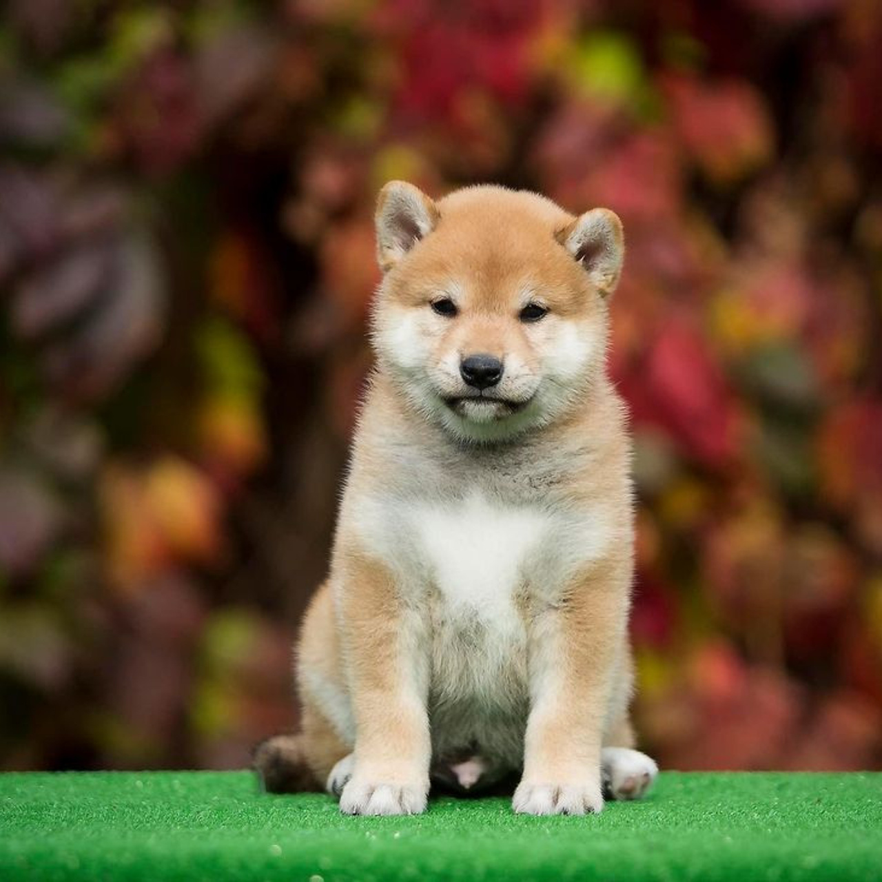 LITTER A. SHIOMARU Shiba and Akita Inu Kennel