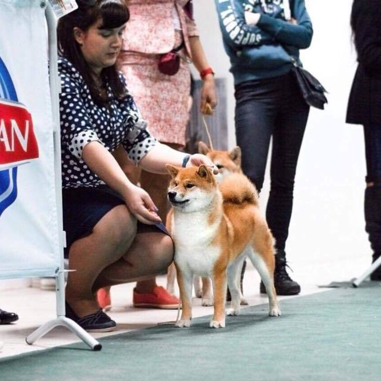 Выпускники питомника. SHIOMARU Питомник сиба и акита-ину