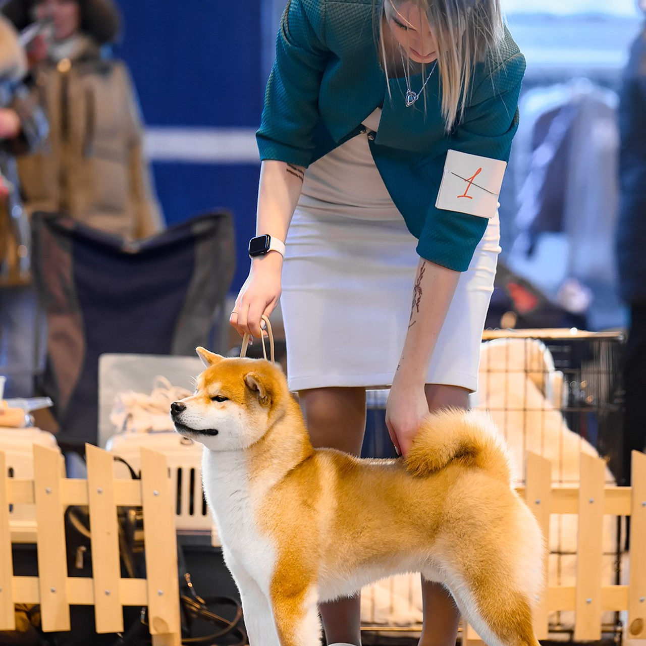 2024. SHIOMARU Shiba and Akita Inu Kennel