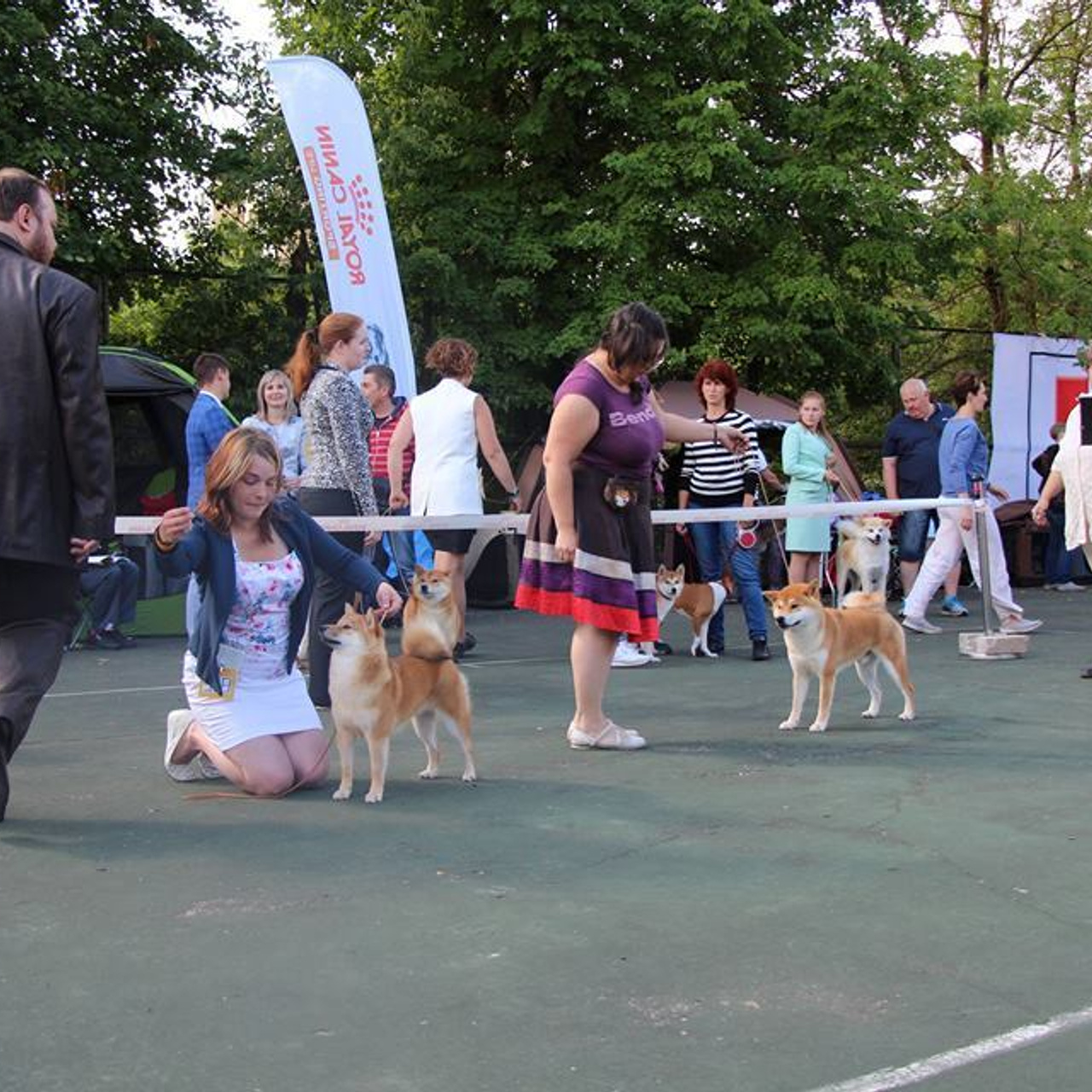 Выпускники питомника. SHIOMARU Питомник сиба и акита-ину
