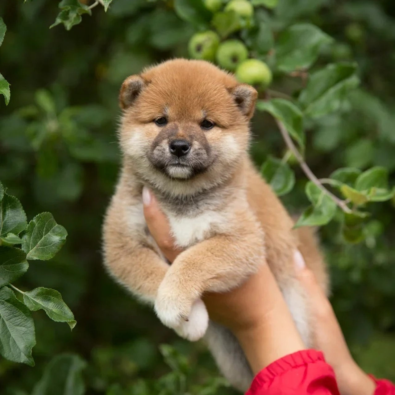 LITTER P. SHIOMARU Shiba and Akita Inu Kennel