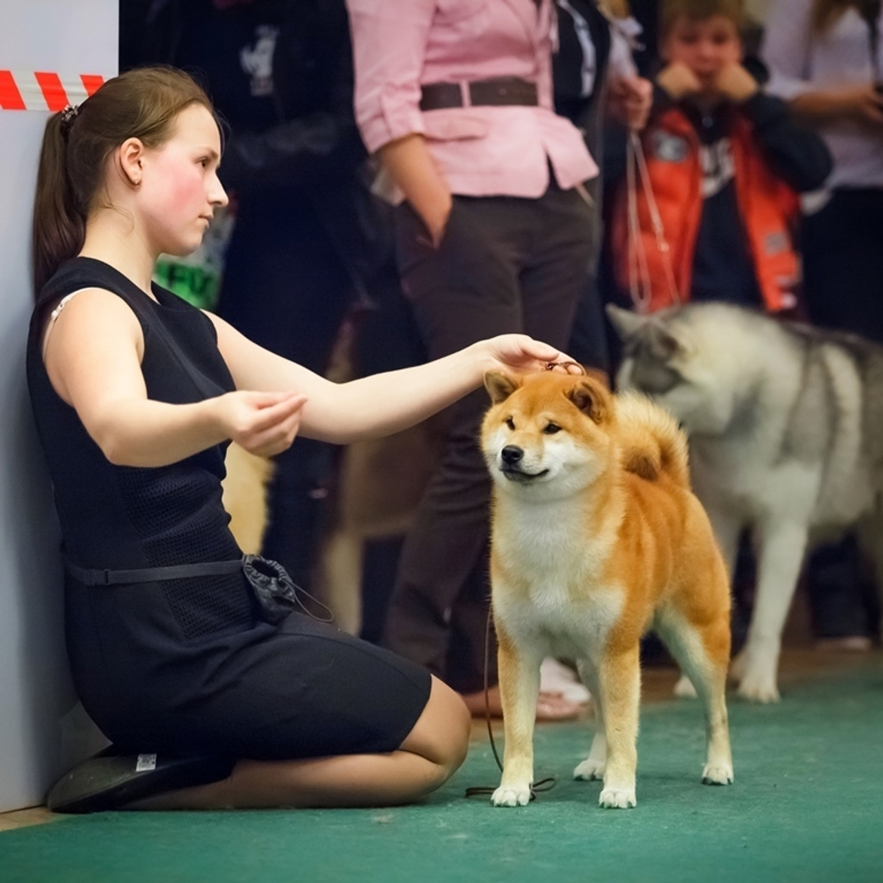 HANDZIMEMESITE HIRO. SHIOMARU Shiba and Akita Inu Kennel