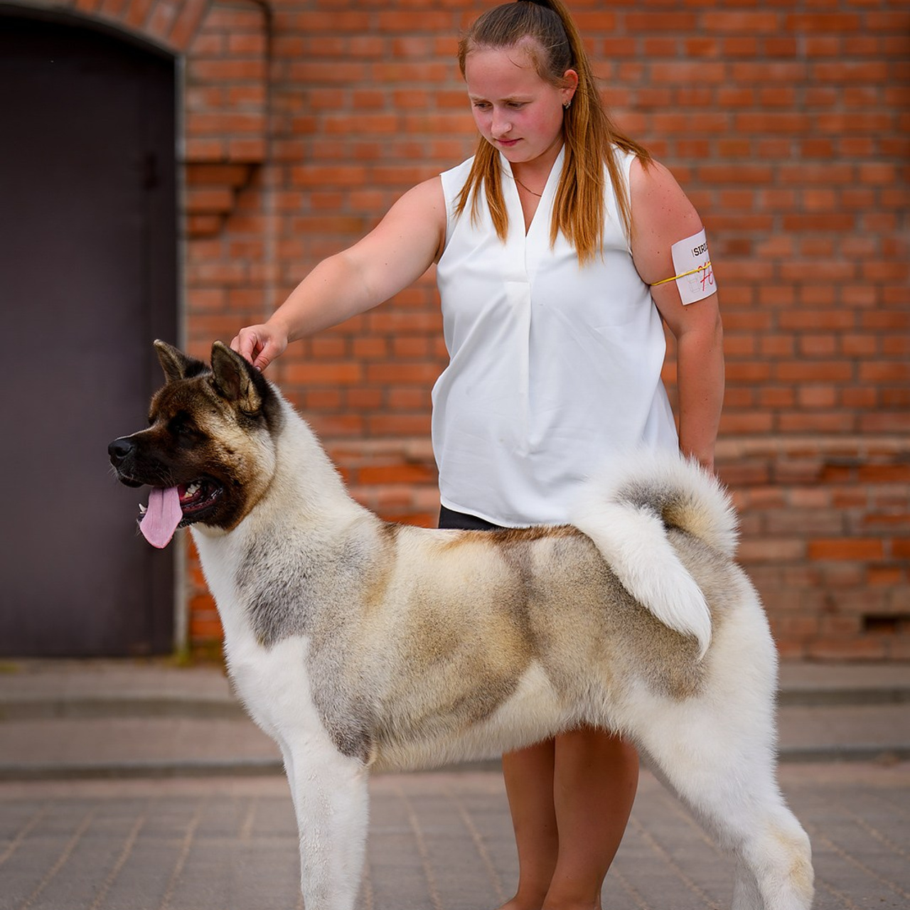 2024. SHIOMARU Shiba and Akita Inu Kennel