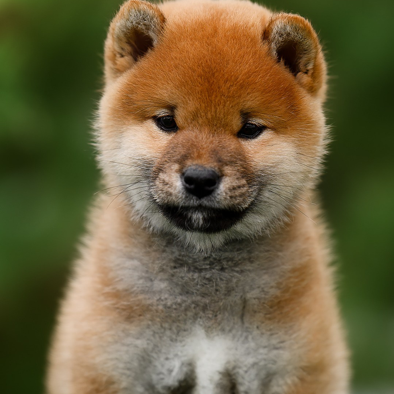 СИБА. SHIOMARU Питомник сиба и акита-ину