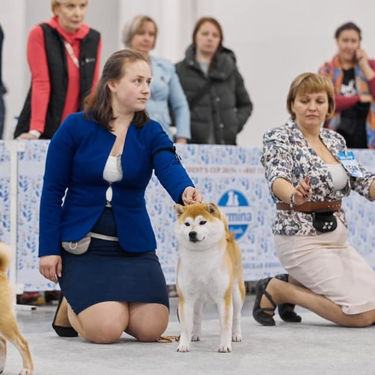2019. SHIOMARU Shiba and Akita Inu Kennel