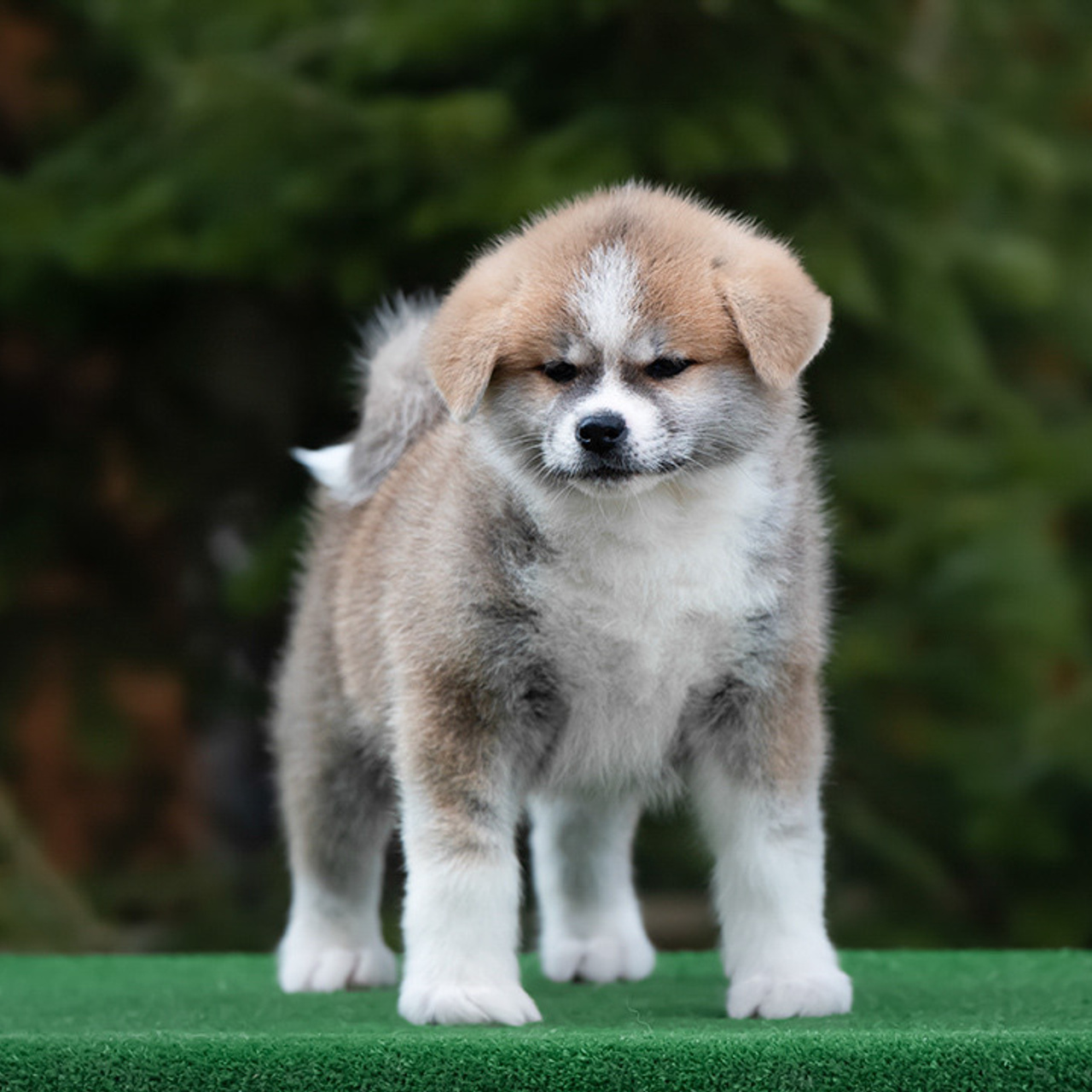 ПОМЕТ G. SHIOMARU Питомник сиба и акита-ину