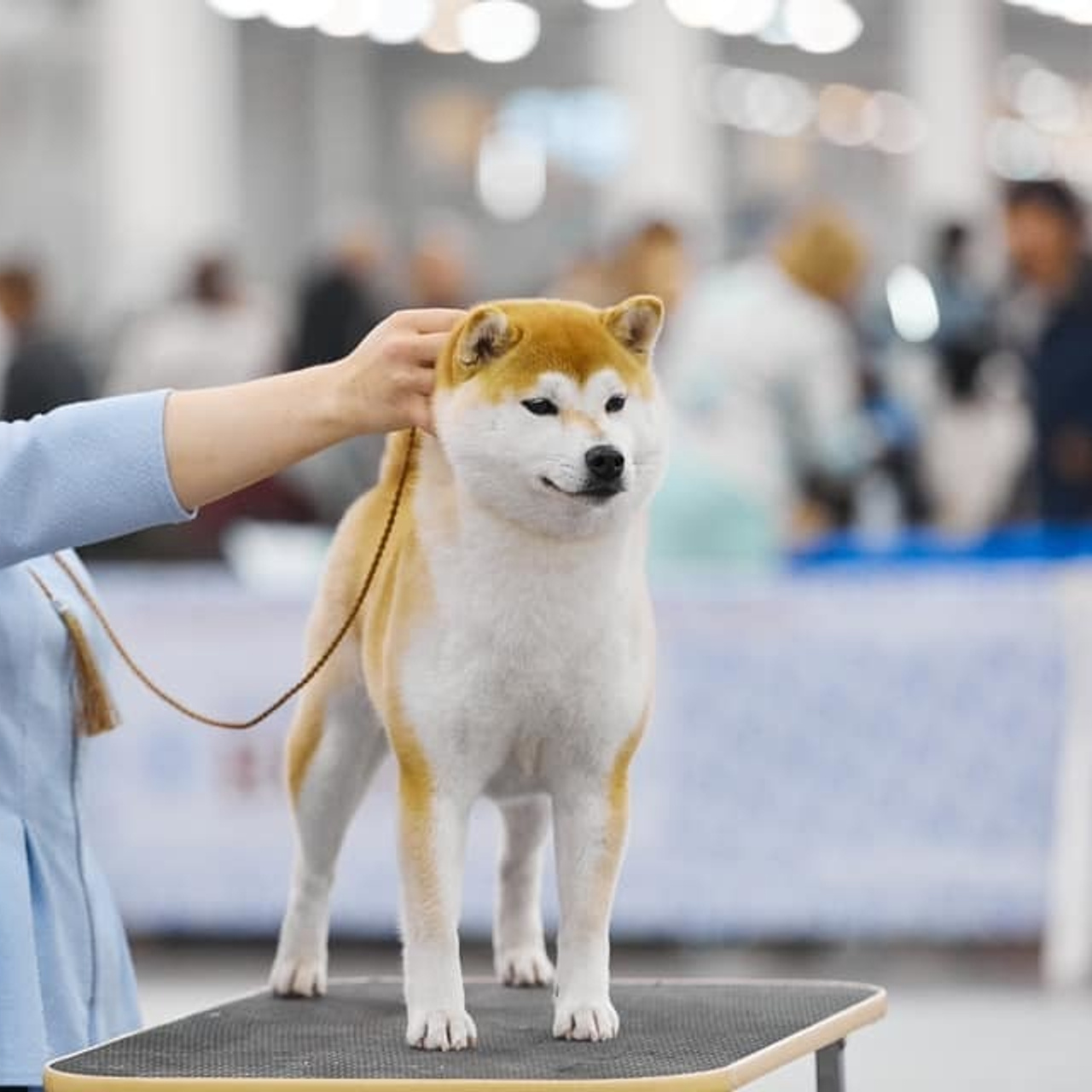 2019. SHIOMARU Shiba and Akita Inu Kennel