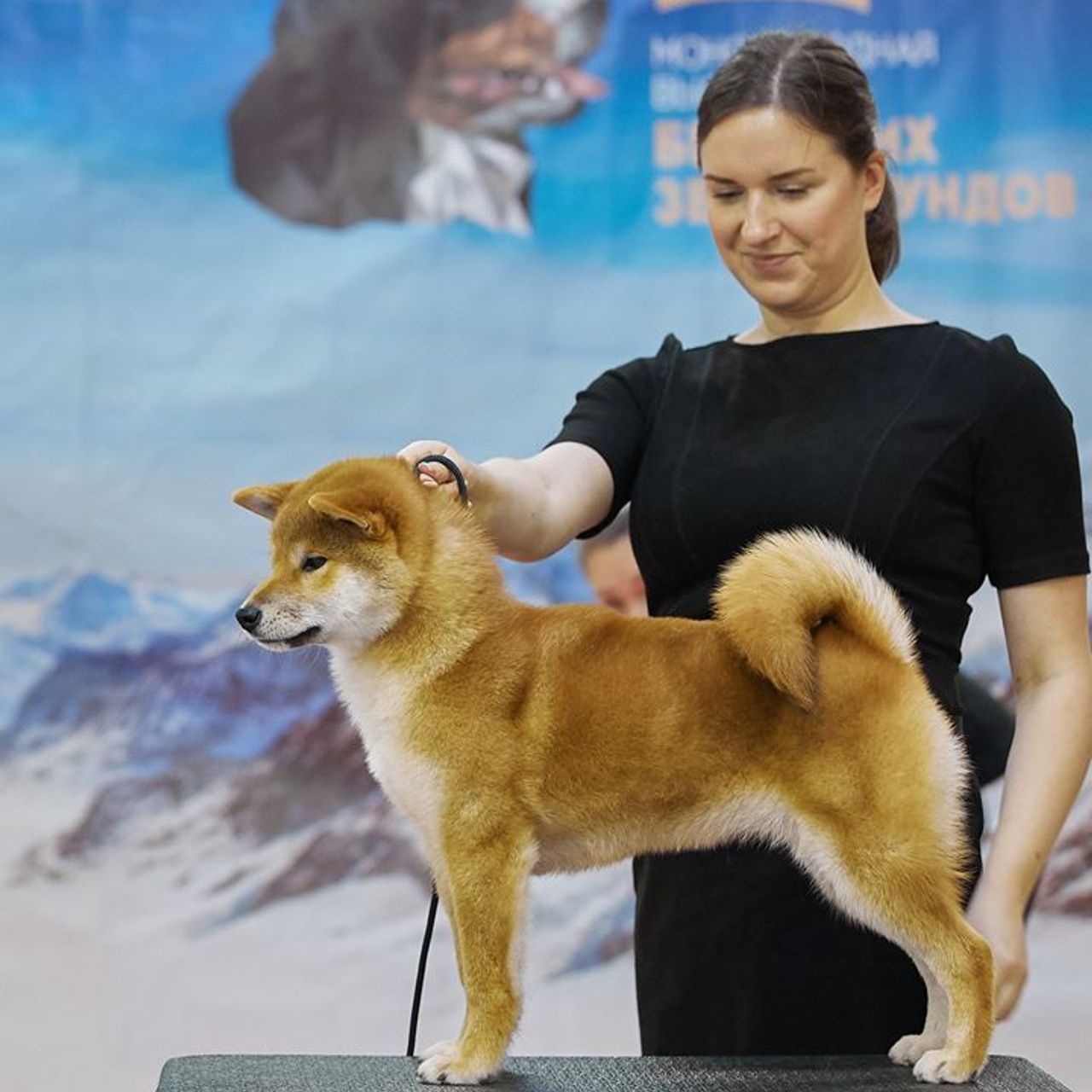 Выпускники питомника. SHIOMARU Питомник сиба и акита-ину