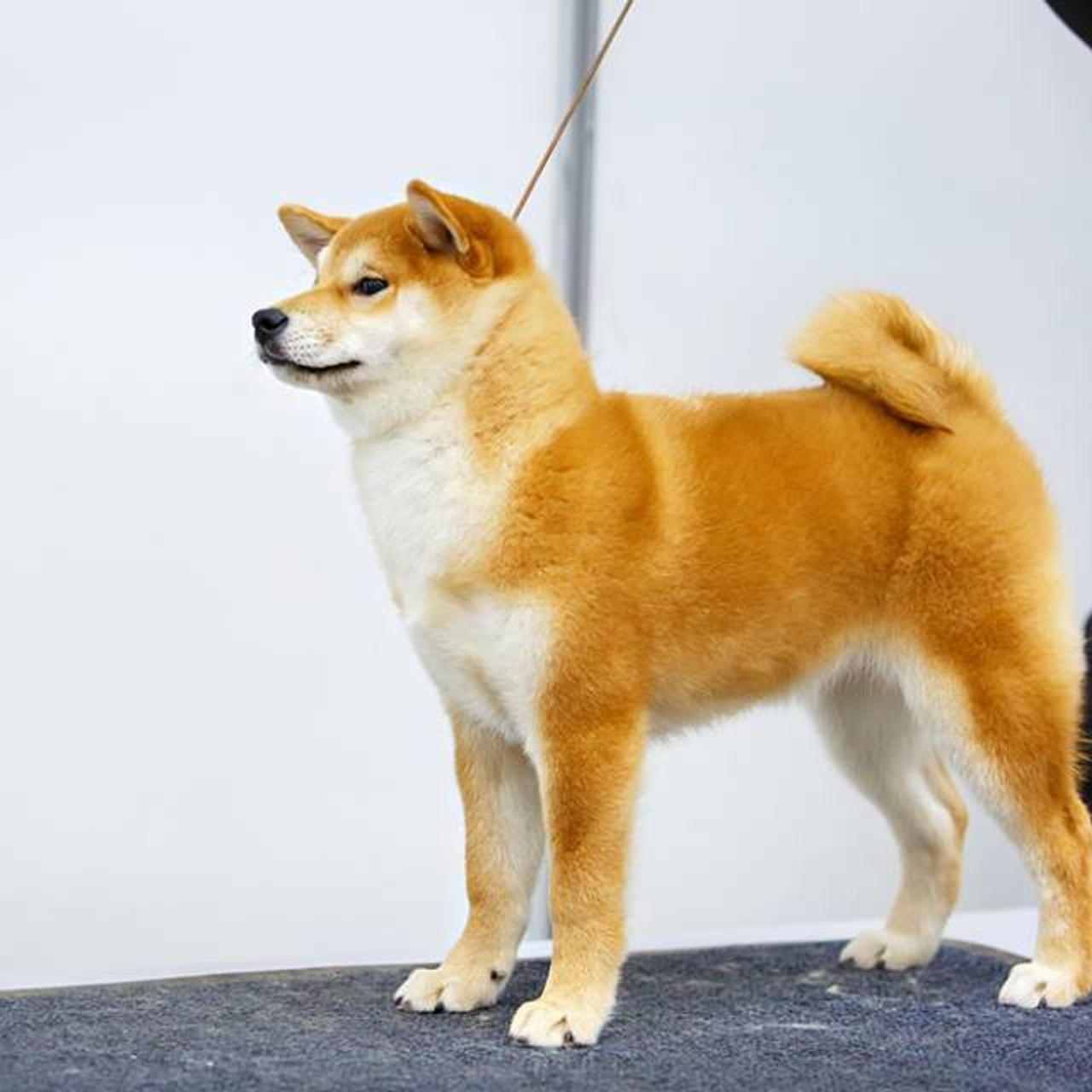 Выпускники питомника. SHIOMARU Питомник сиба и акита-ину