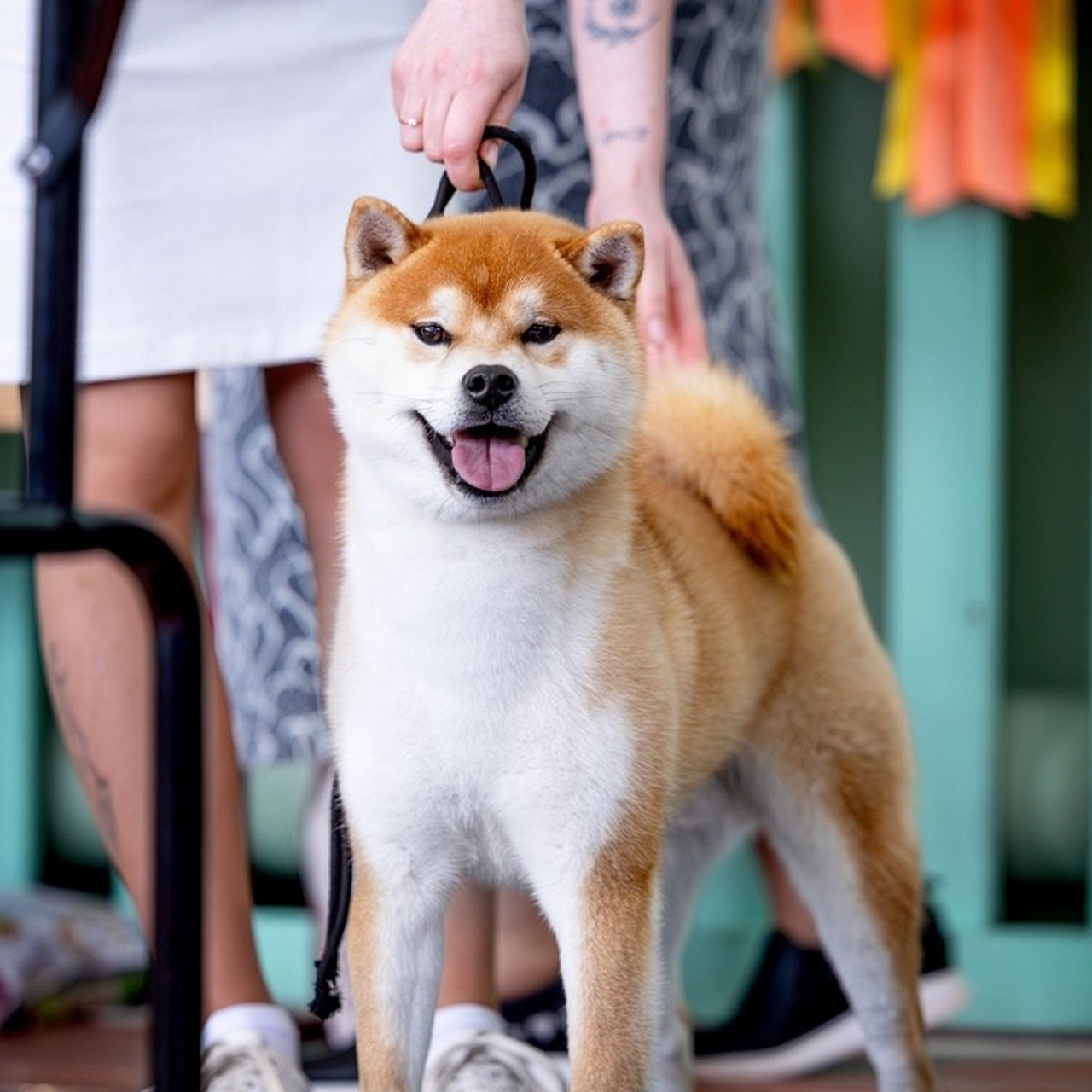 2024. SHIOMARU Shiba and Akita Inu Kennel