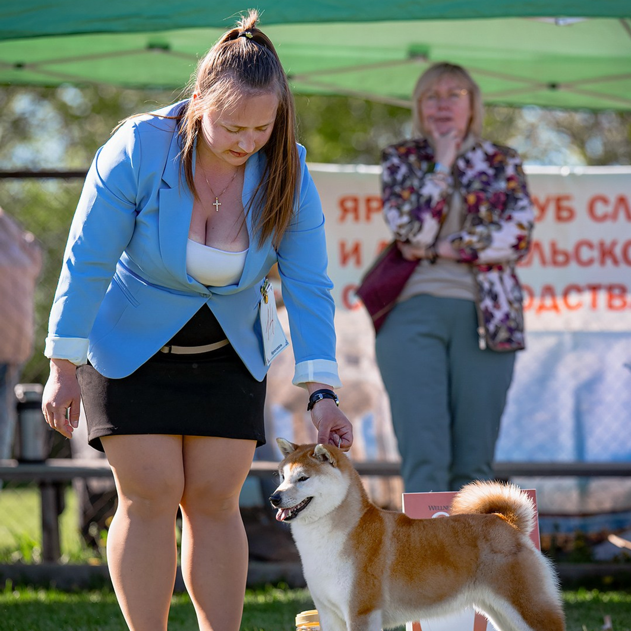 SHIOMARU CONSTELLATION TO ILORY. SHIOMARU Питомник сиба и акита-ину