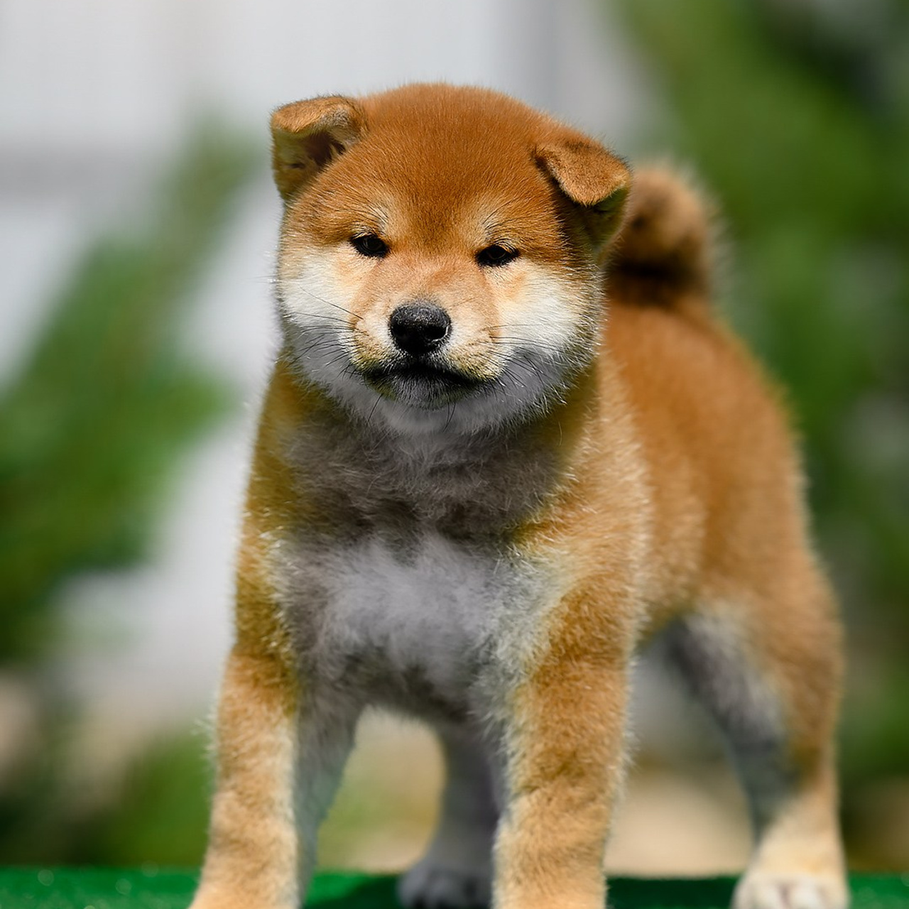 ПОМЕТ G. SHIOMARU Shiba and Akita Inu Kennel