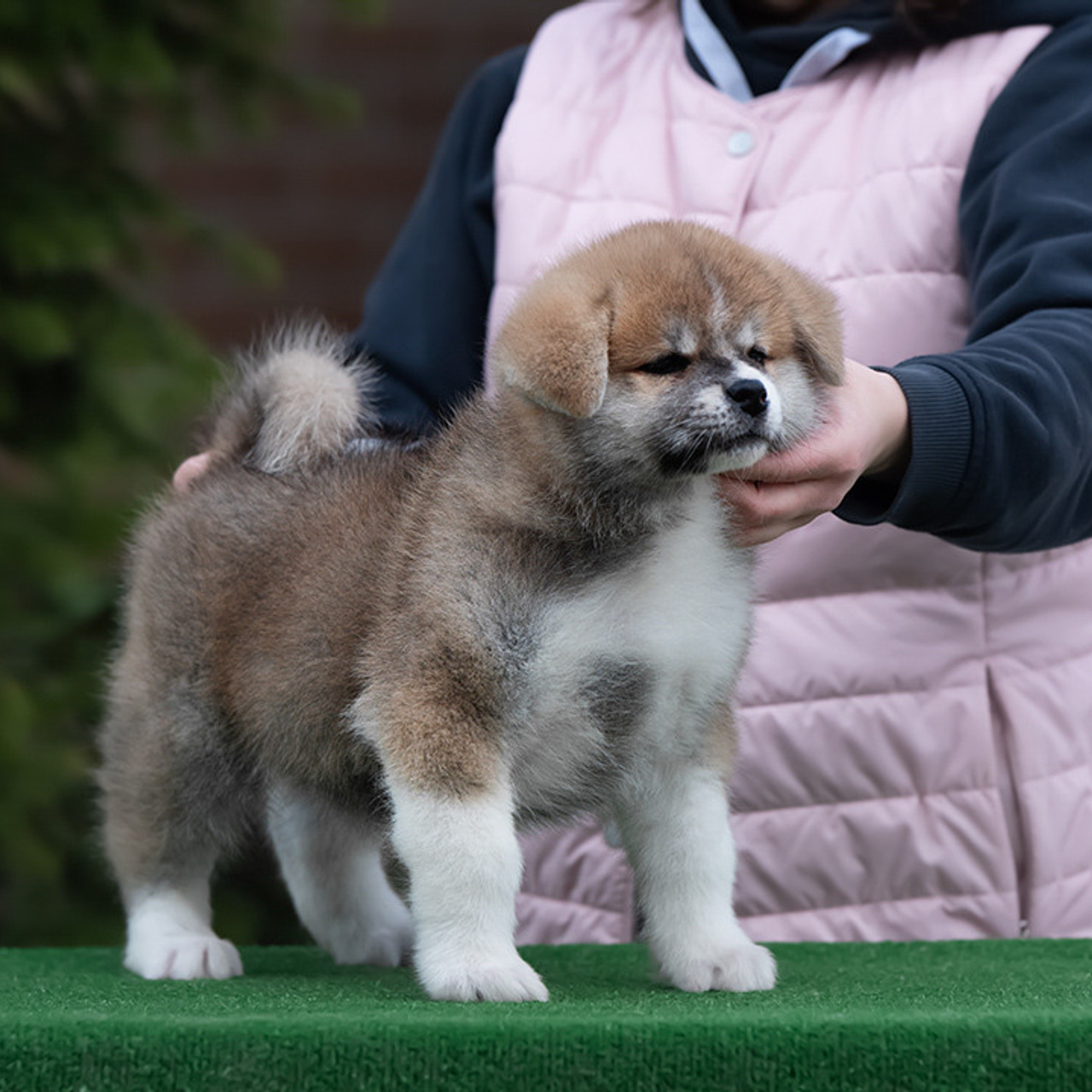 ПОМЕТ G. SHIOMARU Питомник сиба и акита-ину