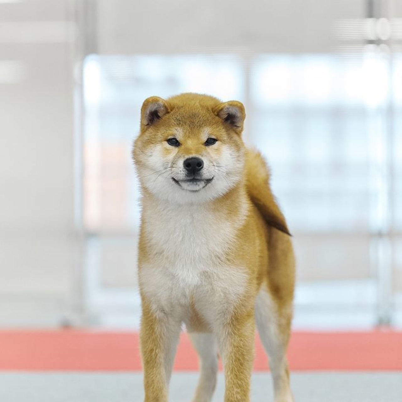 Выпускники питомника. SHIOMARU Питомник сиба и акита-ину