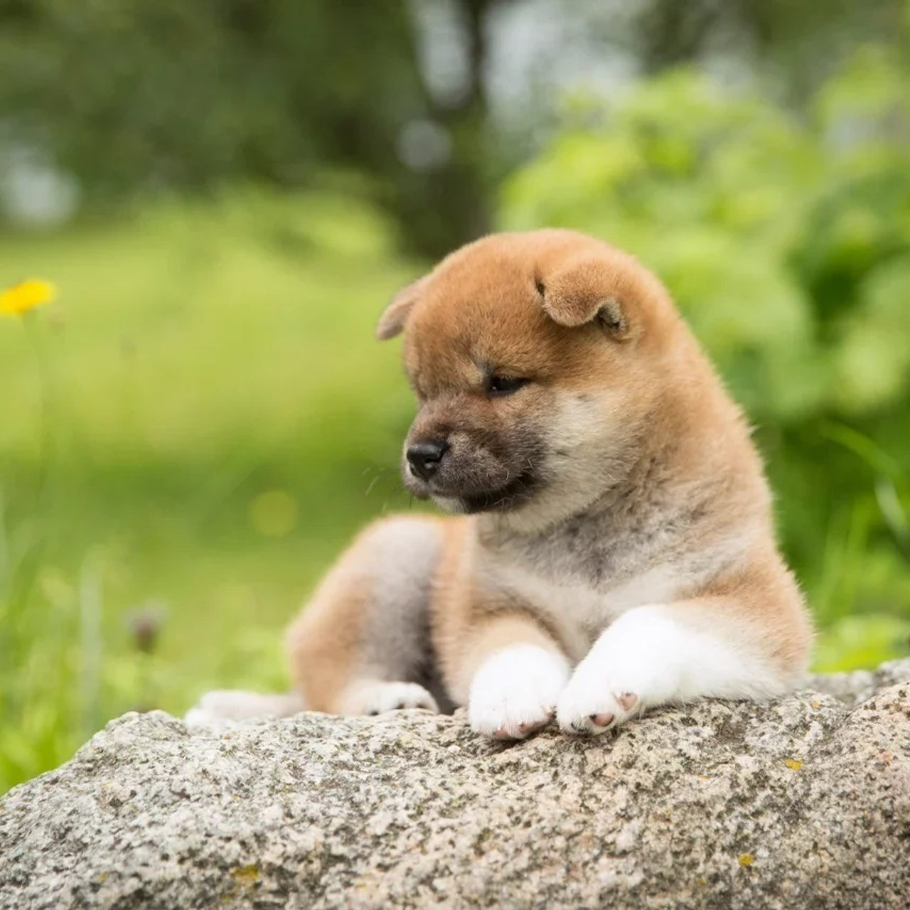 LITTER P. SHIOMARU Shiba and Akita Inu Kennel