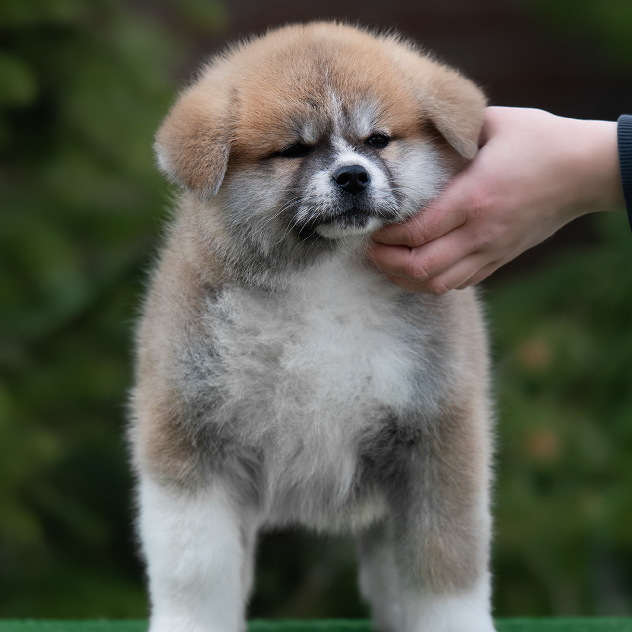 ПОМЕТ G. SHIOMARU Питомник сиба и акита-ину