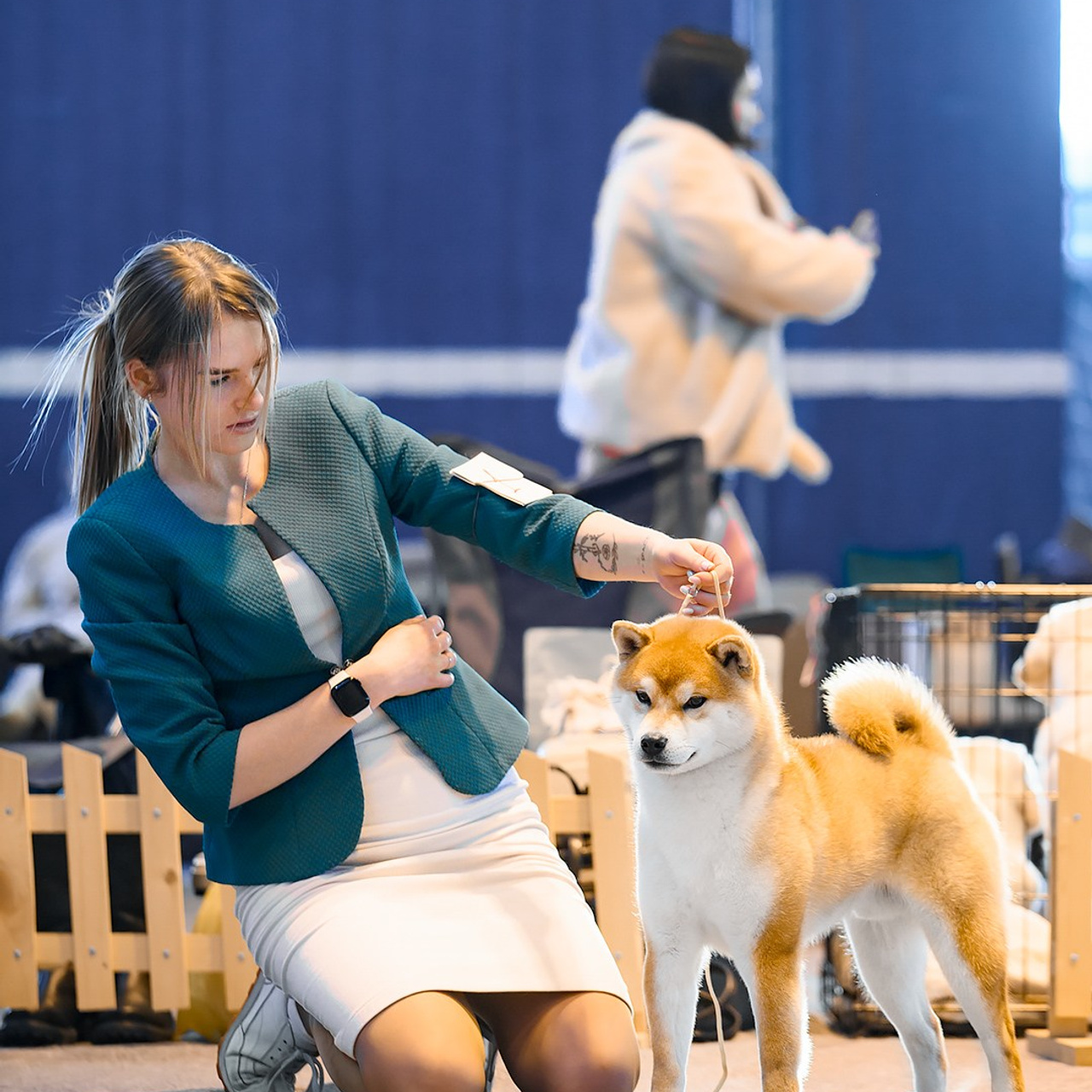 2024. SHIOMARU Shiba and Akita Inu Kennel
