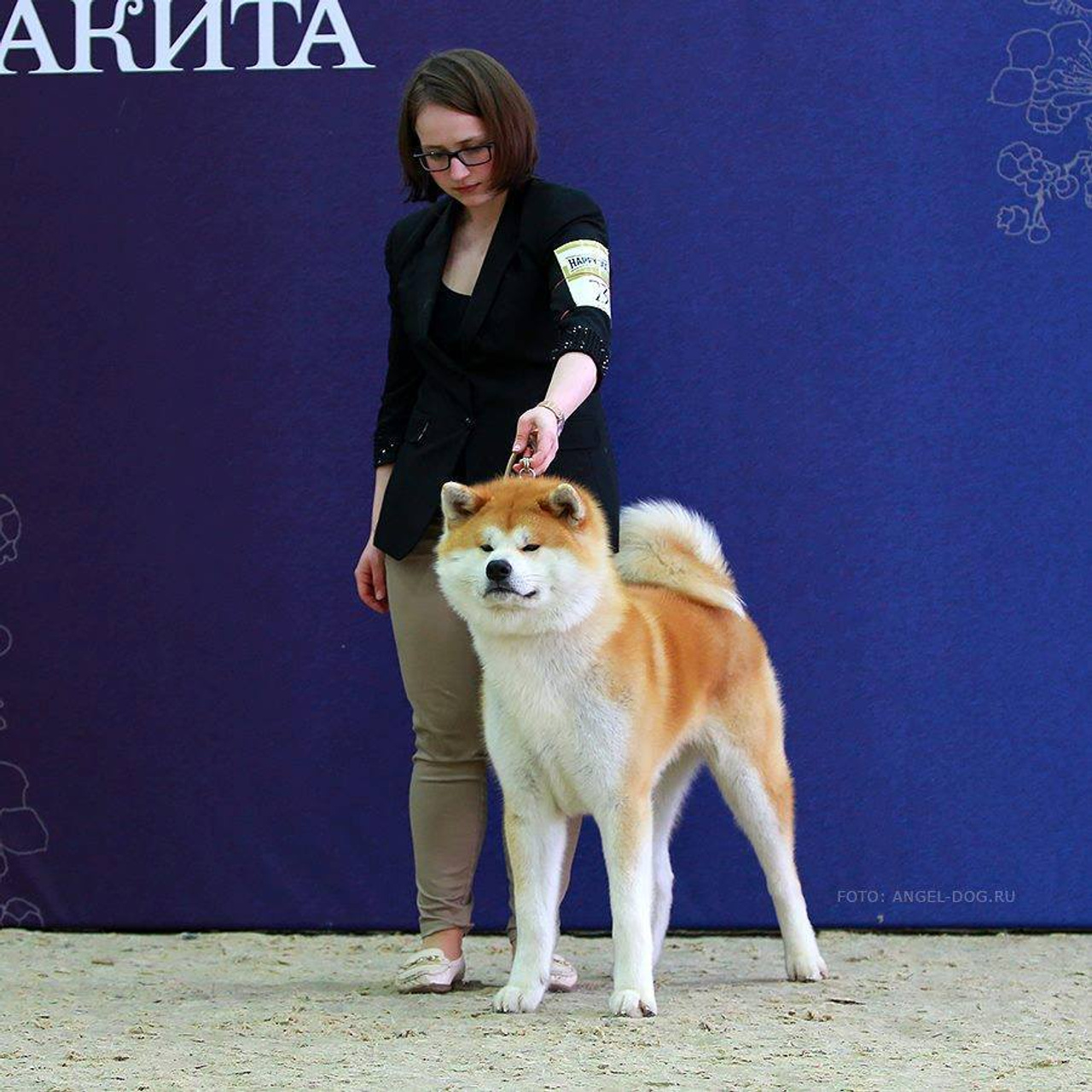 AIKEN SAGARIME SHIKI. SHIOMARU Питомник сиба и акита-ину