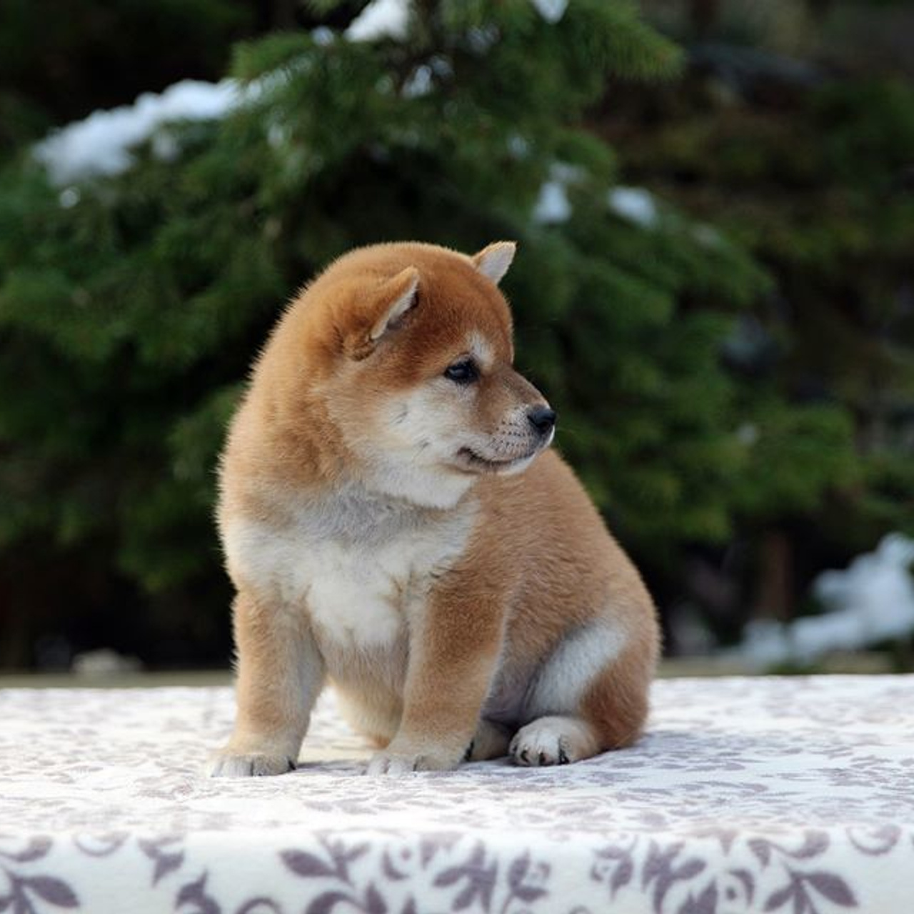 Litter L. SHIOMARU Shiba and Akita Inu Kennel