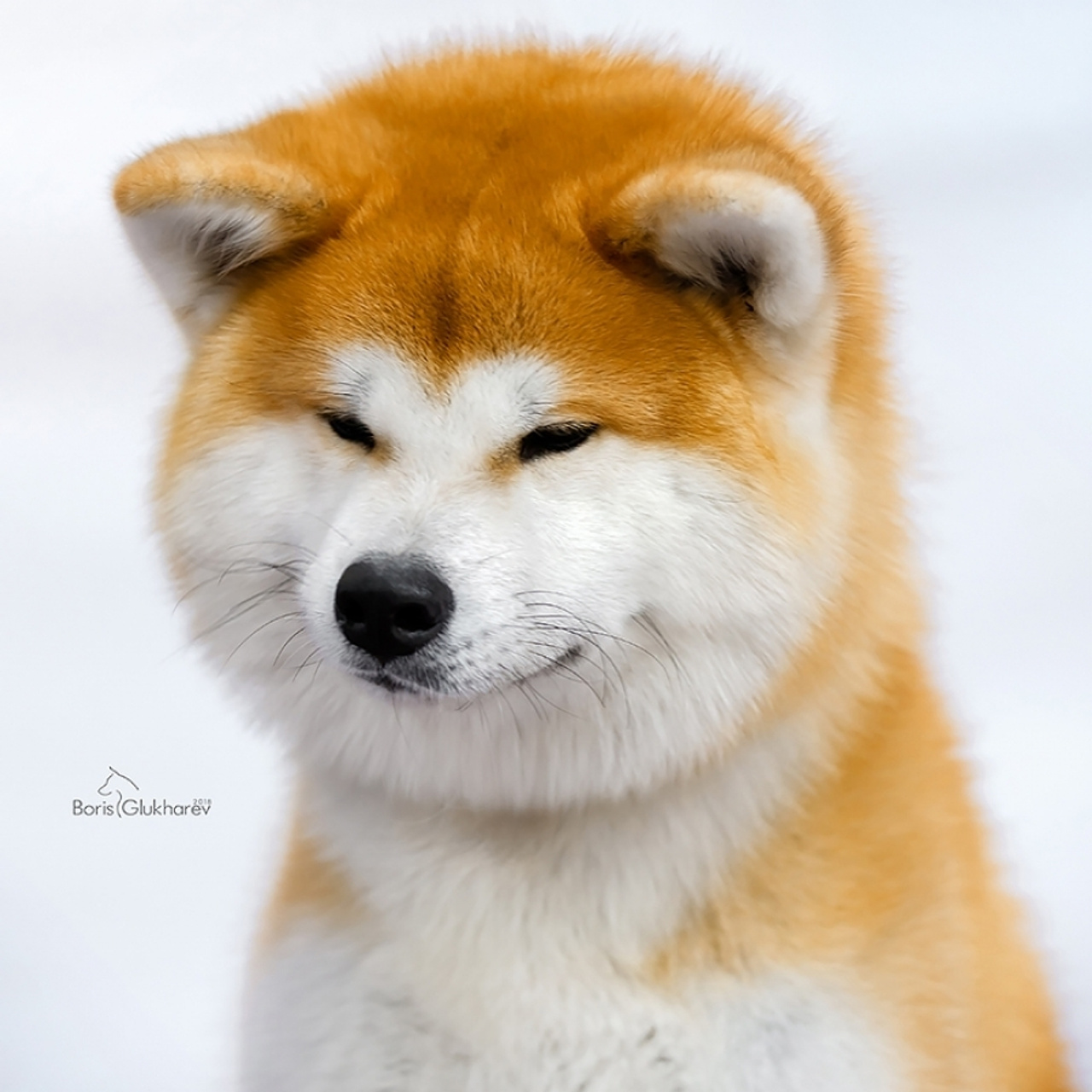 SHIOMARU KOUKI GO. SHIOMARU Shiba and Akita Inu Kennel
