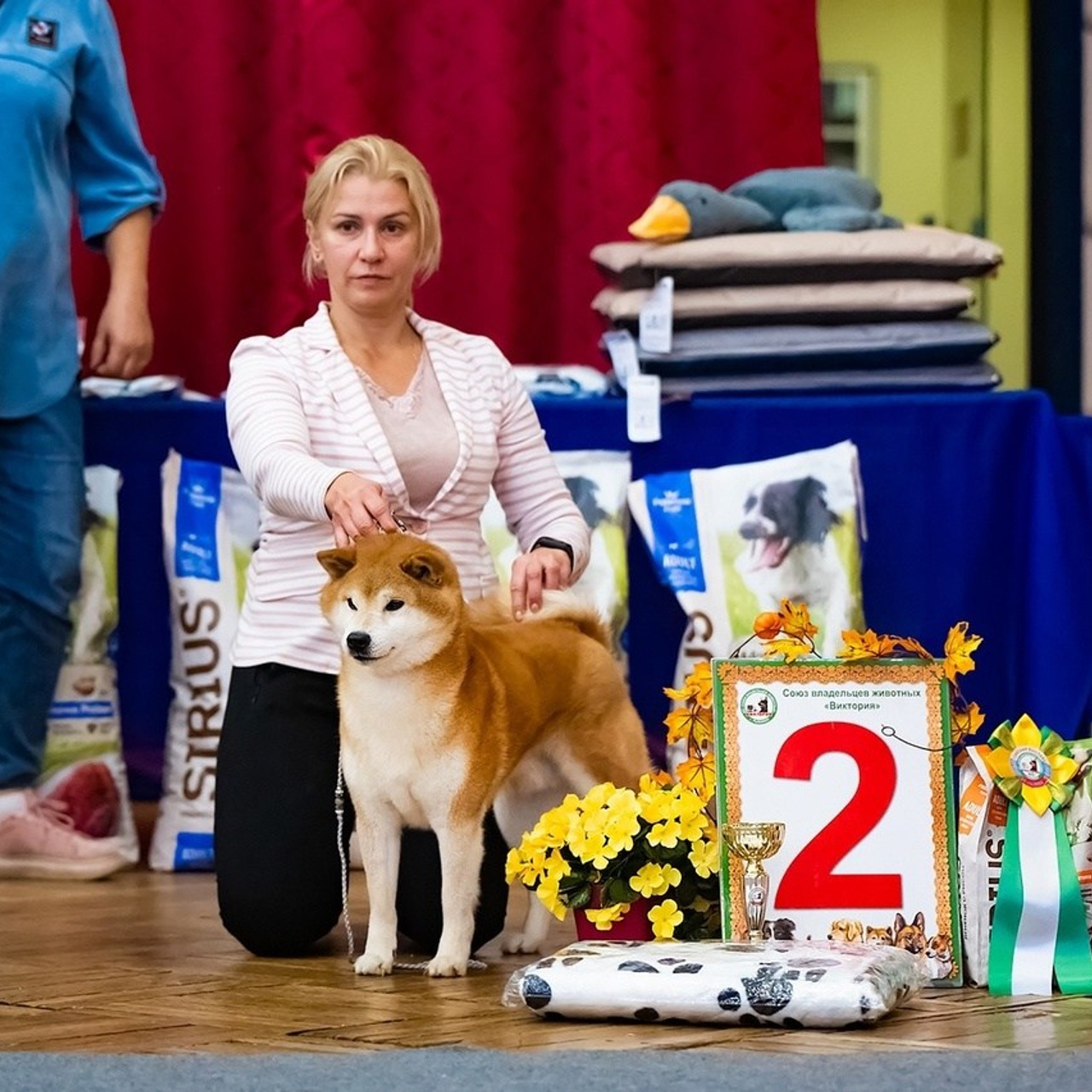 2023. SHIOMARU Питомник сиба и акита-ину