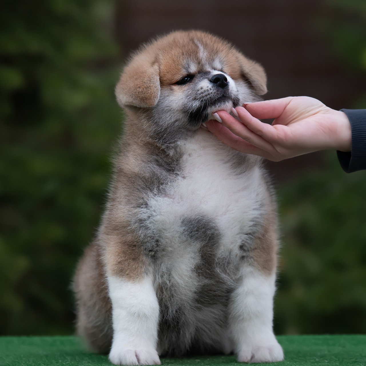 ПОМЕТ G. SHIOMARU Питомник сиба и акита-ину