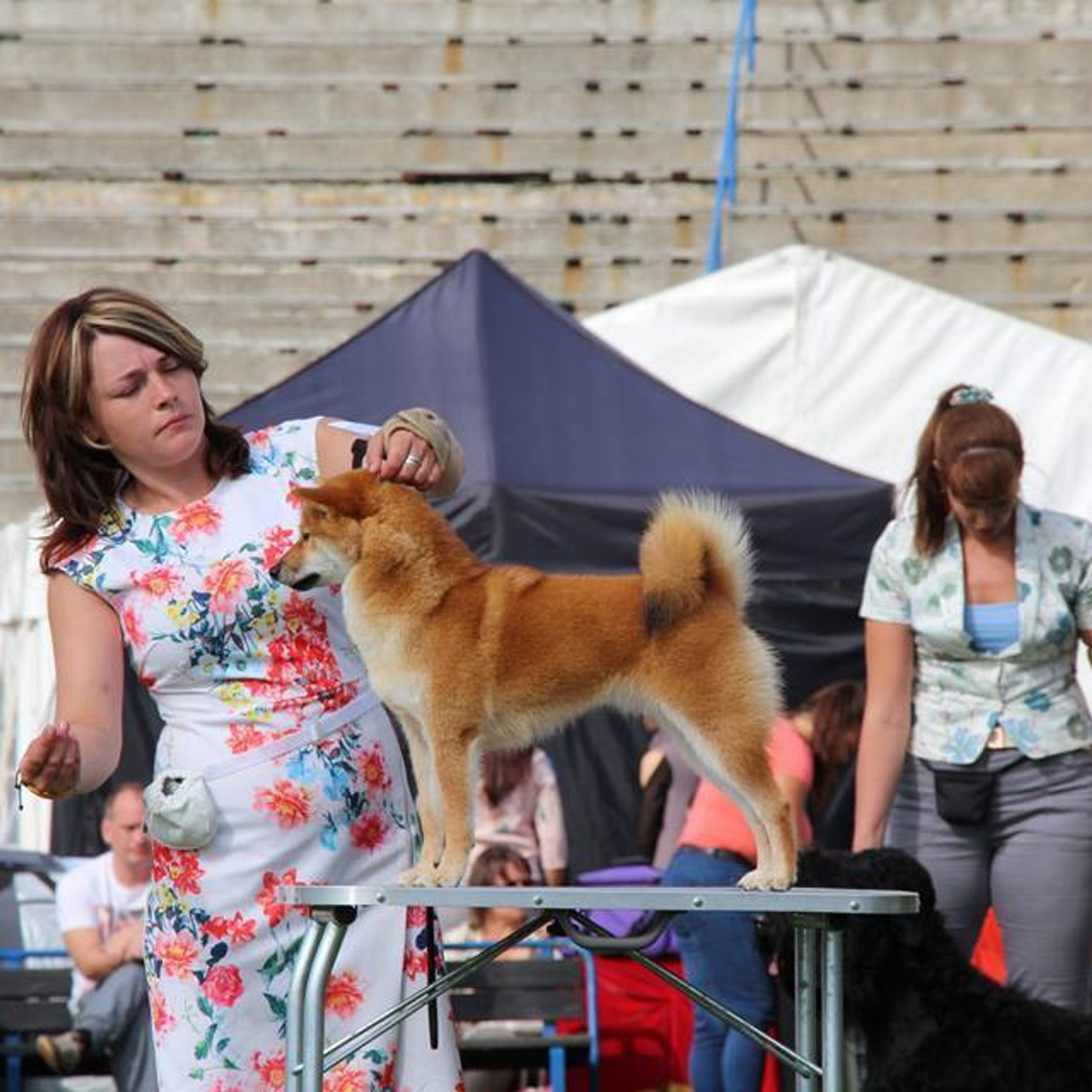 Выпускники питомника. SHIOMARU Питомник сиба и акита-ину