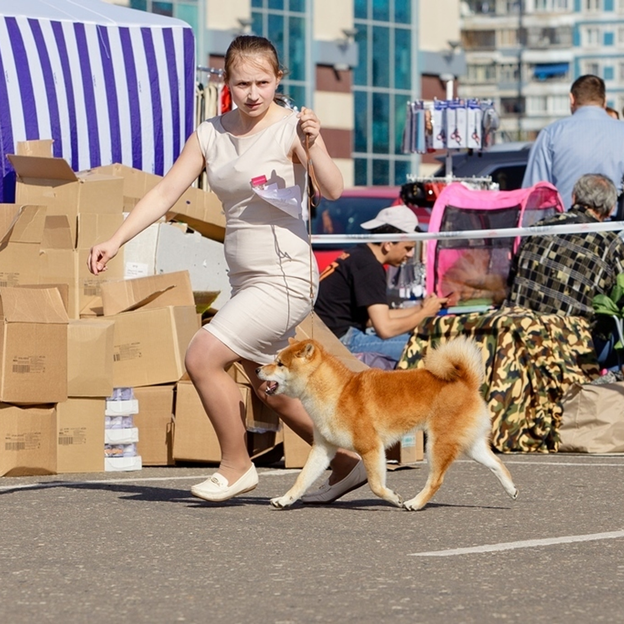 HANDZIMEMESITE HIRO. SHIOMARU Shiba and Akita Inu Kennel