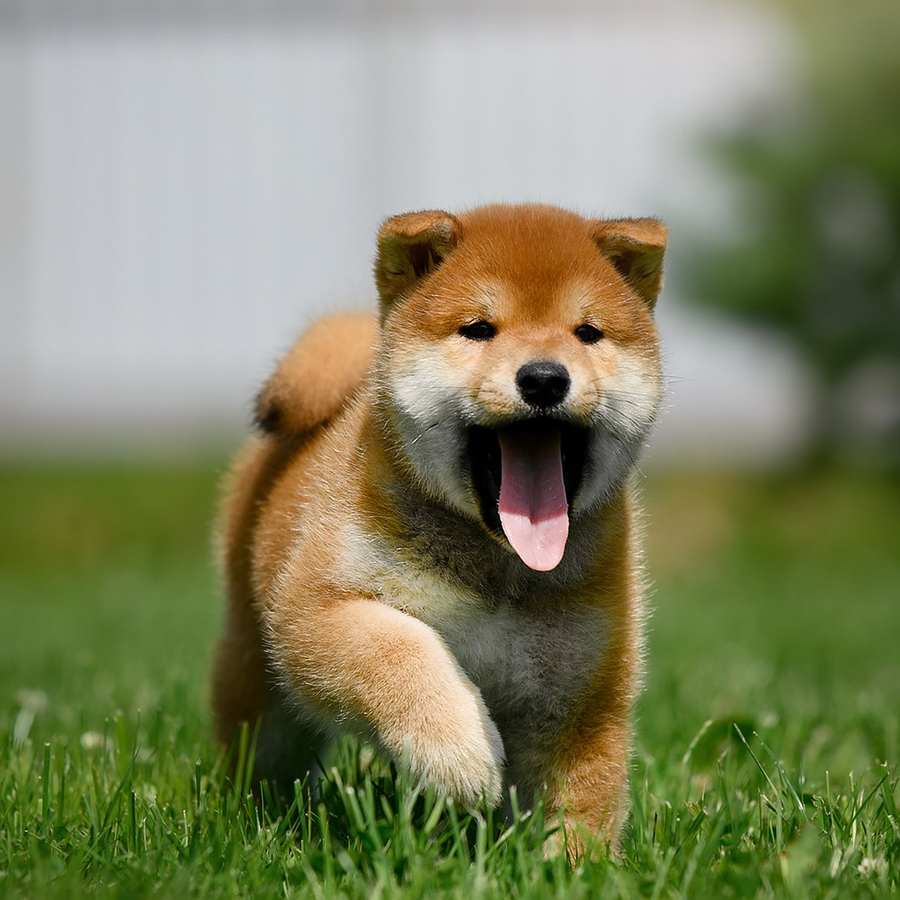 ПОМЕТ G. SHIOMARU Shiba and Akita Inu Kennel