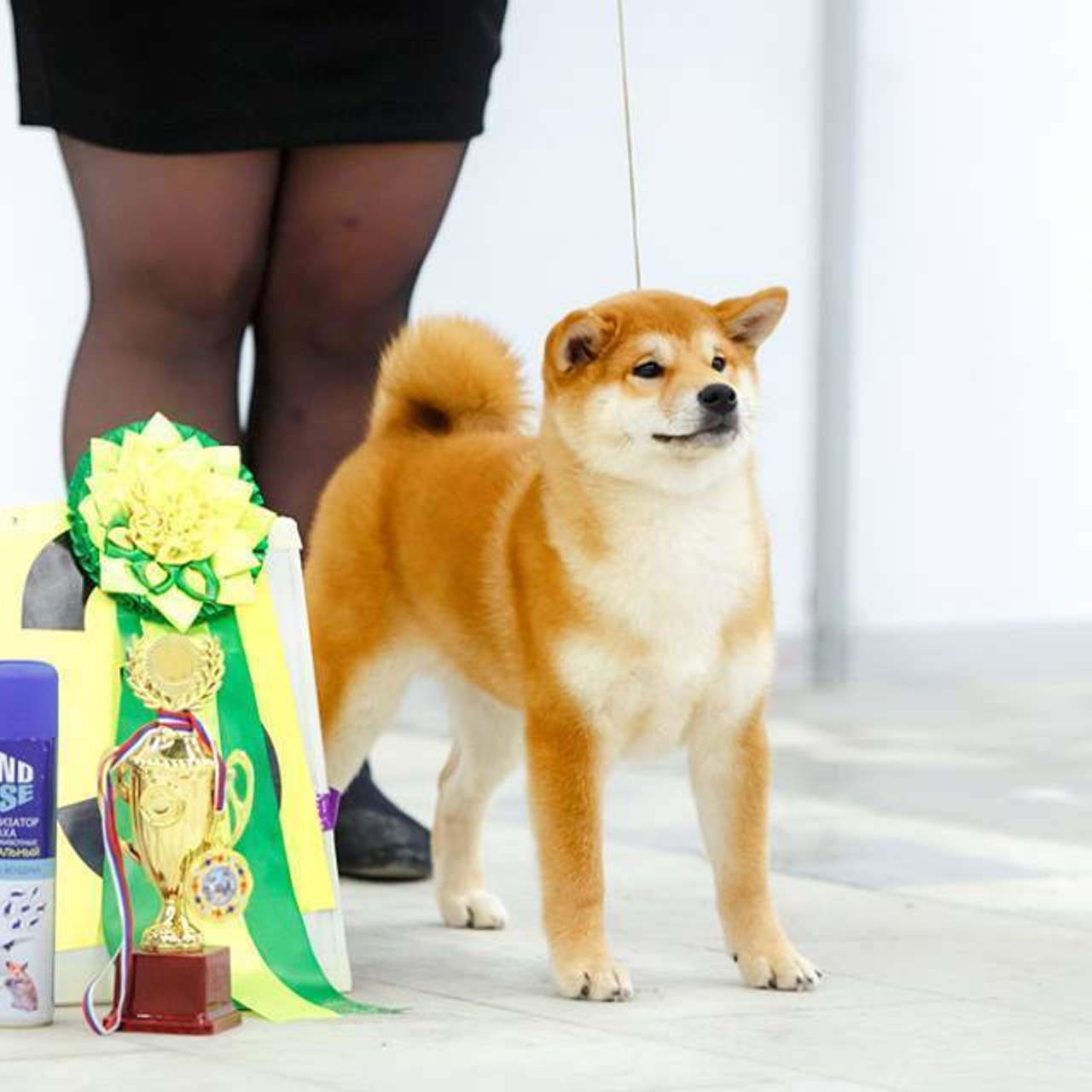 Выпускники питомника. SHIOMARU Питомник сиба и акита-ину