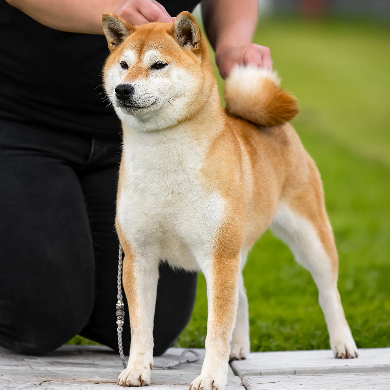 SHIOMARU QUEEN OF DRAGONS. SHIOMARU Питомник сиба и акита-ину