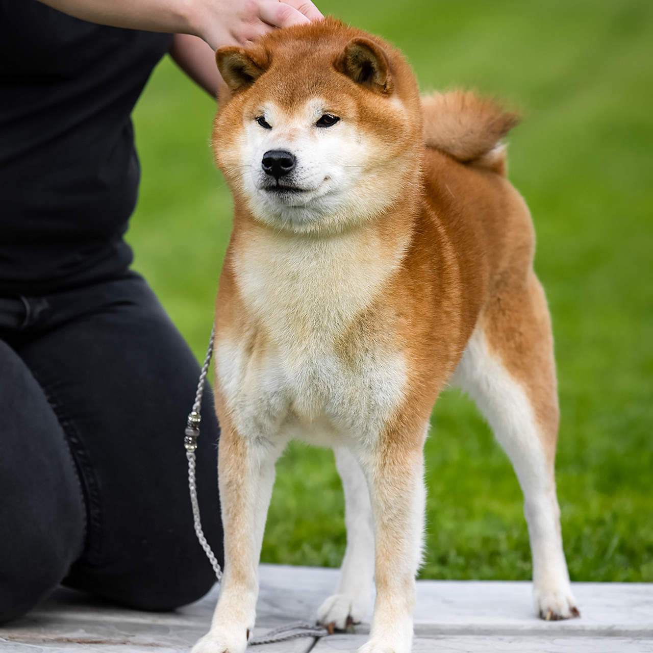 HANDZIMEMESITE HIRO. SHIOMARU Shiba and Akita Inu Kennel