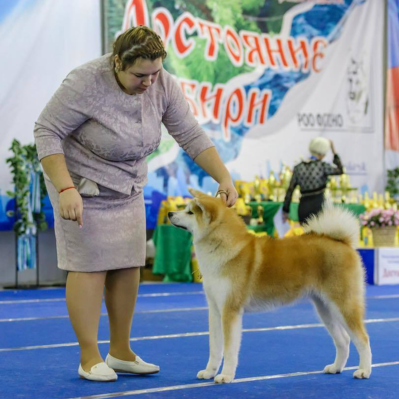 Выпускники питомника. SHIOMARU Питомник сиба и акита-ину