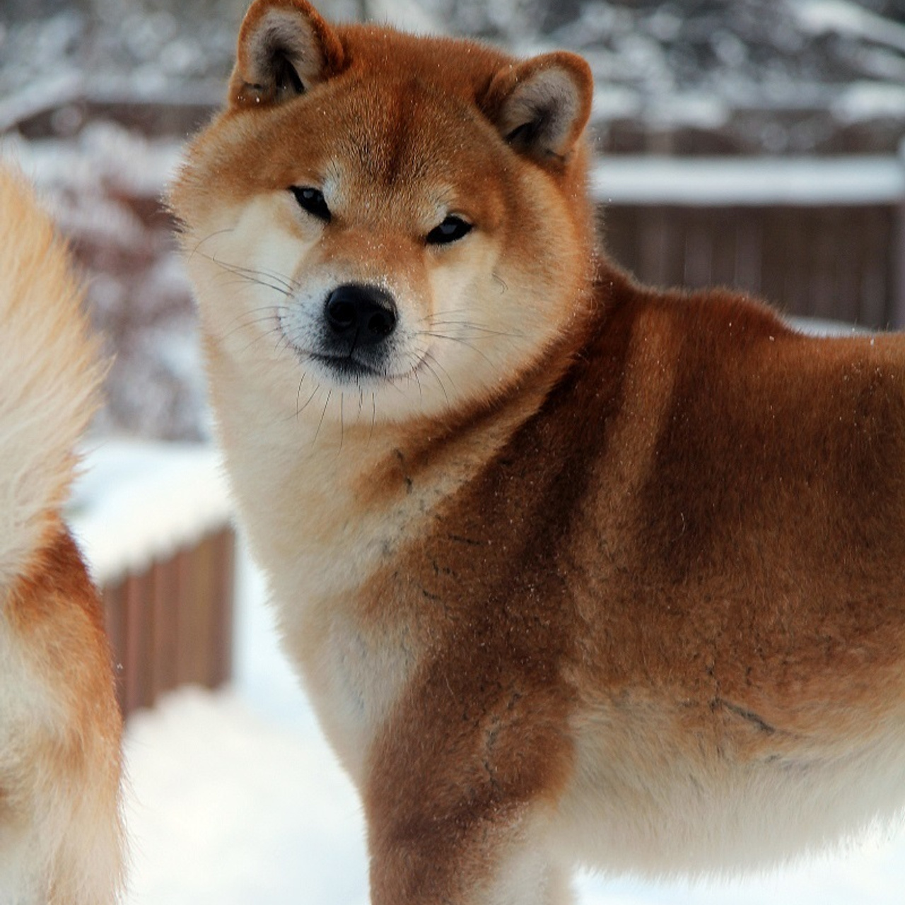 HANDZIMEMESITE HIRO. SHIOMARU Shiba and Akita Inu Kennel