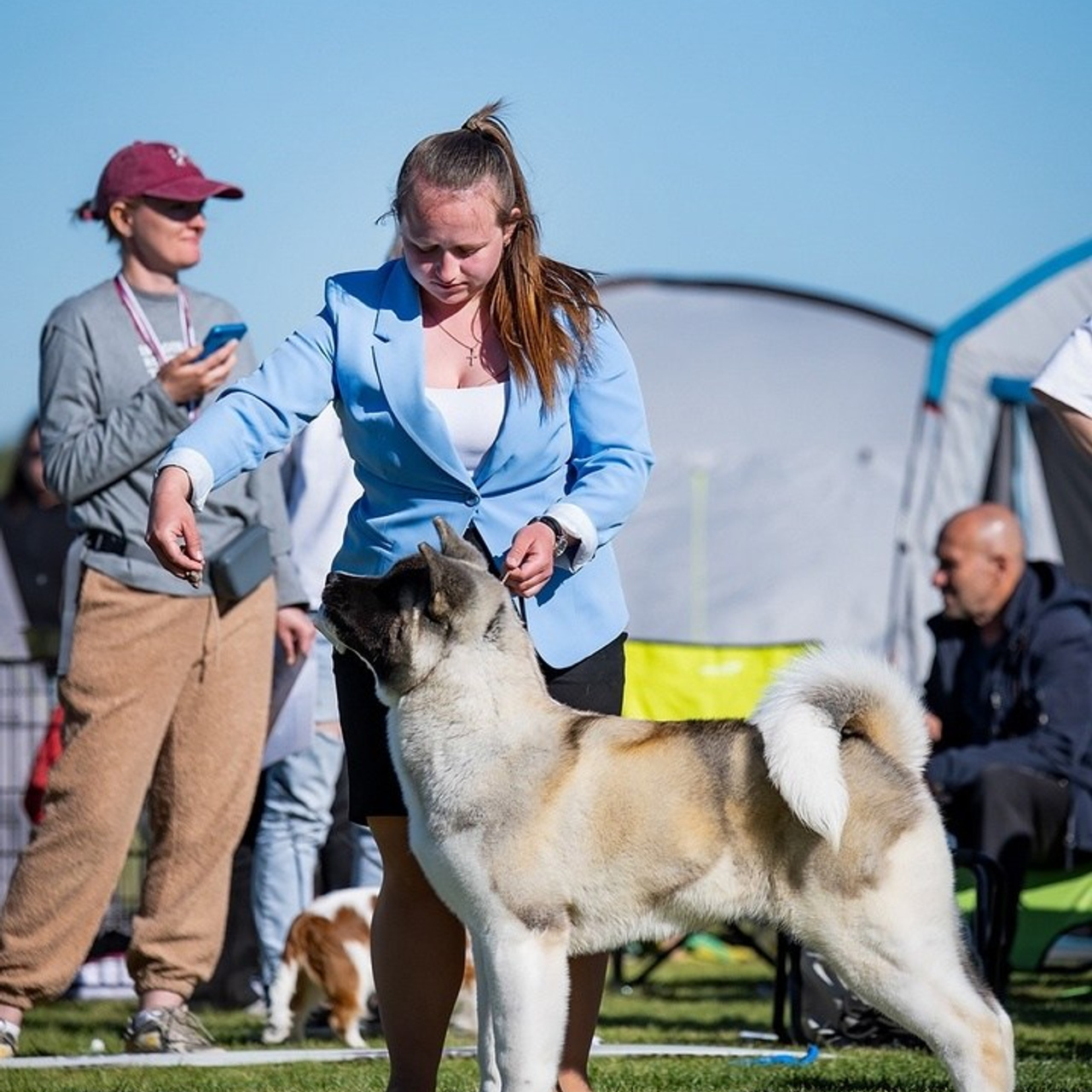 2024. SHIOMARU Shiba and Akita Inu Kennel